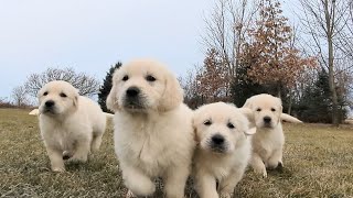 8 Golden retriever puppies The Sweets Litter [upl. by Nyltac708]