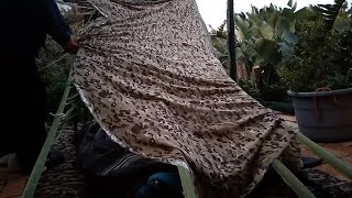 Building a quick leanto stealth shelter from palm fronds and cooking spaghetti and meatballs [upl. by Ardella]