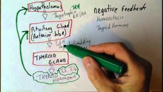 Endocrine system 4 Homeostasis acheived by negative feedback [upl. by Sabsay795]