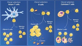 Clonal selection and specific immune response [upl. by Ahsielat371]