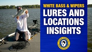 Whacking White Bass and Wipers part 3 of 3 fishingtips whitebassfishing [upl. by Nnylaf]