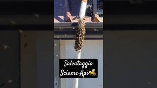 Sciame Api di fronte casa mia 🐝 salvataggio salvataggioanimali sciame api miele vegan [upl. by Anaihr]