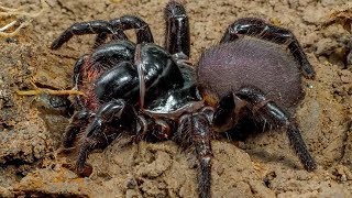 Most Venomous Spiders In The World [upl. by Nare]