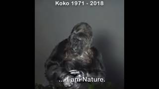 Koko the last talking Gorilla Her dying words 🦍 RIP [upl. by Kyd]