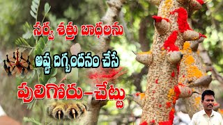 సర్వ శత్రు బాధలను అష్టదిగ్బంధనం చేసేపులి గోరు చెట్టు🎆Puligoru Chettu Chetabadi In Telugu [upl. by Elleinod]