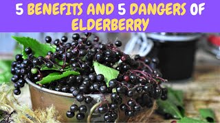 5 Benefits and 5 Dangers Of Elderberry [upl. by Anyale234]