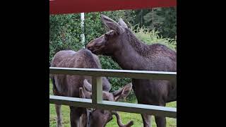 The orphans September 2024 moose wildanimals wildlifesantuary [upl. by Assiroc]