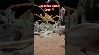 Japanese Spider Crab at Monterey Bay Aquarium in California [upl. by Crescantia]