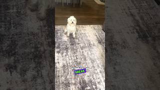 I Believe The Dog  RxCKSTxR Comedy Voiceover [upl. by Etheline798]