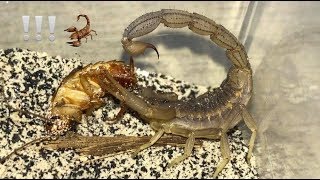 Scorpion Feeding Video 9  Quick Takedowns feat Dumb Roaches [upl. by Salter]