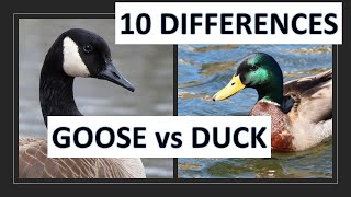 Ducks vs Geese 10 differences between a duck and a goose [upl. by Llerrahs482]