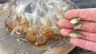 Butterfish in Giant Jelly Halfbeak Spotted Hake amp More 11424 Long Island [upl. by Caresa]