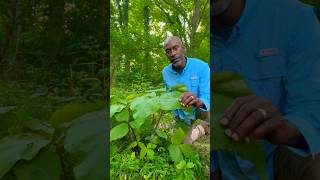 Contraceptive Plant  Jack in the Pulpit poisonousplants donttryathome please [upl. by Nerine]