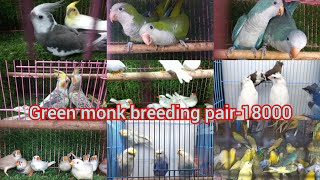 blue monk breeding pair25000 8778309460 petanimals trendingvideo birds trending viral [upl. by Enyamrahs]