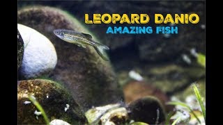 Leopard Danio Amazing Fish [upl. by Nilekcaj438]