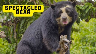 All About Spectacled Bears for Children Spectacled Bear Facts for Kids 2023 [upl. by Ailido69]