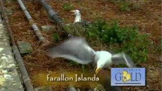 Californias Gold 144  FARALLON ISLANDS [upl. by Nosrettap594]