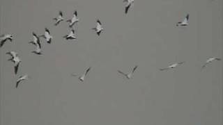 American White Pelicans Flying [upl. by Ahsyak]