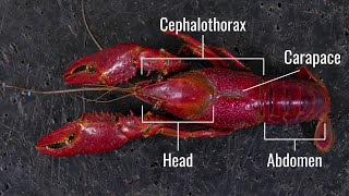 Crayfish Dissection [upl. by Kazim]