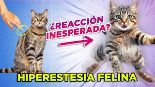 ¿GATOS especialmente SENSIBLES y NERVIOSOS 🐱💢👈  HIPERESTESIA FELINA o síndrome del gato nervioso [upl. by Yasdnyl]