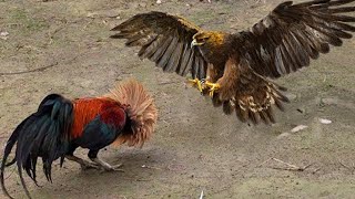 ¿Por qué Nadie Debe Meterse Con Los Gallos ¡Increíble lucha de gallos y gallinas contra cazadores [upl. by Neahs]