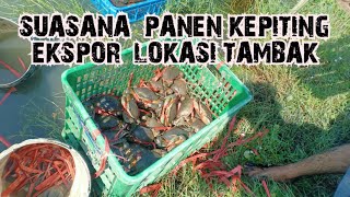 SUASANA PANEN KEPITING EKSPOR LOKASI TAMBAK crab kraber crabs kepiting ChannelCrab [upl. by Ahto195]