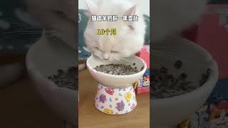 Feel the changes in cats after drinking goat milk powder for a year Cute pet goodies Pet goat [upl. by Nnylak]