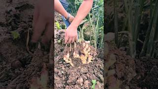 agritools farmer life tonglufeng agriculture agritool youtubeshorts viral [upl. by Violetta125]