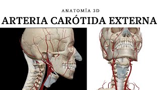 ARTERIA CARÓTIDA EXTERNA ANATOMÍA 3D [upl. by Columbine568]