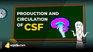 Production and Circulation of CSF  Physiology Animation Video  VLearning  sqadiacom [upl. by Yhtomit275]