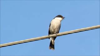 Fiscal Flycatcher singing [upl. by Chandra]