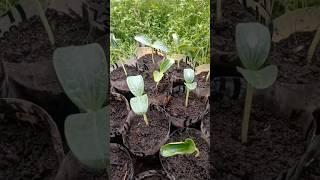 kalabasa farming  seedlings  shorts squash vegetable planting farming seedlings plants [upl. by Boarer]