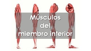 Anatomía del APARATO LOCOMOTOR 🦵 Músculos del MIEMBRO INFERIOR [upl. by Baoj]