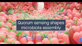 A longitudinal quorum sensing network mediates oral biofilm microbiota assembly [upl. by Rai]