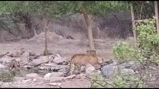 leopard aur nilgai ke sath Pani pite hua [upl. by Albright]