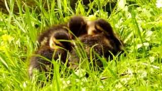 Three Ducklings of the Mallard Anas platyrhynchos  Drei Entenküken der Stockente [upl. by Miche227]