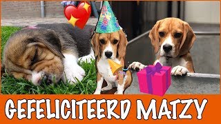 Cadeautjes shoppen voor Matzy  DierenpraatTV [upl. by Esertap657]