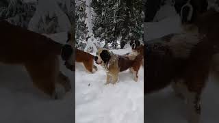 Saint Bernard Dogs Enjoying in the Snow saintbernard dog snow [upl. by Januarius892]