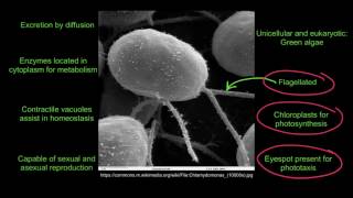 11 Application Functions of Life in Paramecium and Chlamydomonas [upl. by Waite]