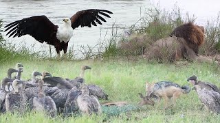 JACKAL vs VULTURES [upl. by Nesral]