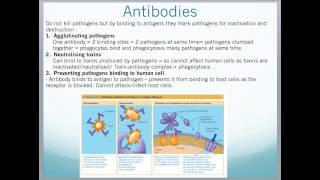 A2 Edexcel Biology Unit 4  Bacteria Viruses InnateSpecific Immunity [upl. by Grubb246]