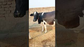 Friesian chulstani cross cow for sale cow biganimal animals [upl. by Aisatana441]