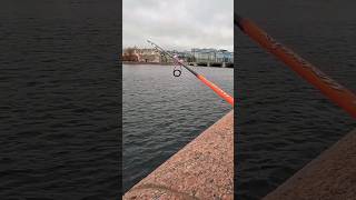 стритфишинг fishing 2024 fish санктпетербург клюет рыбалка дропшот отводнойповодок [upl. by Alejandro]