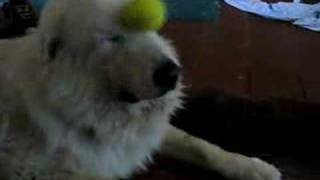 Playful great pyrenees  NOT [upl. by Olimreh]