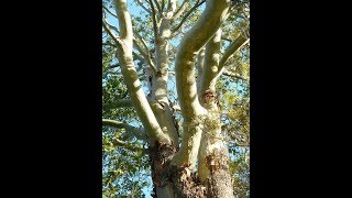 Plant ID Cadaghi Corymbia torelliana [upl. by Elberta]