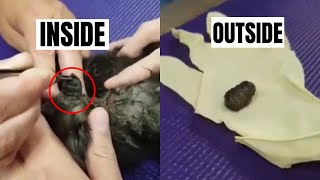 You wont believe in this video OMG so sad for this cat with cuterebra inside head [upl. by Castara]