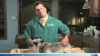 How to Apply Eye Drops or Ointment to Your Dogs Eyes [upl. by Tammany]