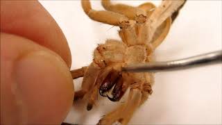 Harvesting Wolf Spider Fangs [upl. by Ekrub]