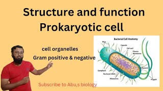 Prokaryotic cell structure and function cell organellesGram positive amp negative [upl. by Mozart]