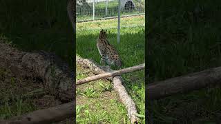 Curious Zucari Serval [upl. by Enilarac]